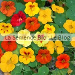 capucine semence de fleur bio - jardin potager
