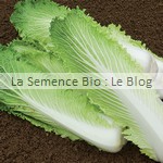 Chou de Chine bio - semence potager