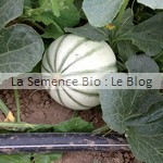 melon semences bio - jardin potager