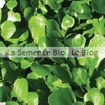  semence de cresson - potager bio