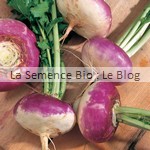 semence de Navet plat de Milan bio - jardin potager