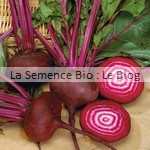 semences de betterave bio - potager