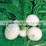 Navet blanc semence bio - potager