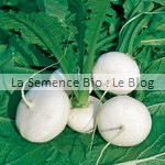 Navet semence bio - potager