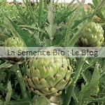 semence artichaut - La Semence Bio - potager
