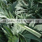 semence de cardon bio - potager