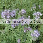 semis de phacélie - engrais vert La Semence Bio
