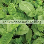 semence oseille bio - potager