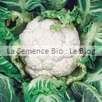 semence de chou-fleur bio - potager