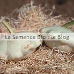 semence de patisson - potager bio