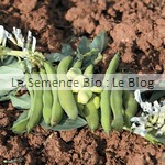 fève semence bio - jardin potager