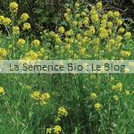 semis de Moutarde blanche - engrais verts La Semence Bio 