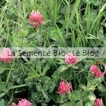 semis de trèfle - engrais verts bio La Semence Bio