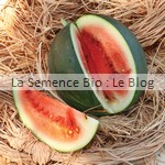 semence de pastèque bio - potager