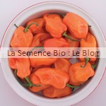 semence de piment -potager bio