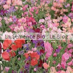 pois de senteur semence de fleurs bio - jardin potager