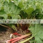 Rhubarbe semence bio -jardin potager