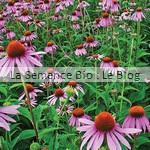 semence de fleur bio - rudbeckie echinacée - jardin potager