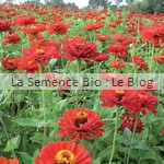 zinnia semence de fleur bio - jardin