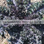 Chou Kale bio - semences potagères