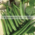 semences de haricot - potager bio