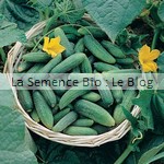 semence de cornichon - potager bio