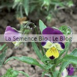 semence de pensée bio - jardin fleur comestible