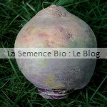 semence de rutabaga bio - jardin potager