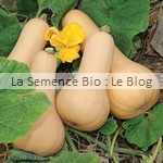  semence courge bio potager