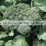 semence de brocoli bio - jardin potager