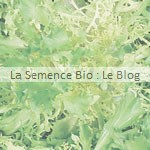 Chicorée bio - semences potageres