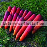 graines de carotte bio - La Semence Bio