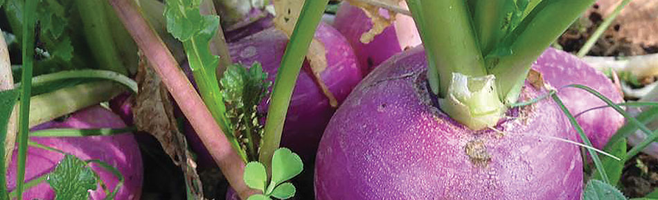 navet bio -graine légume pour potager