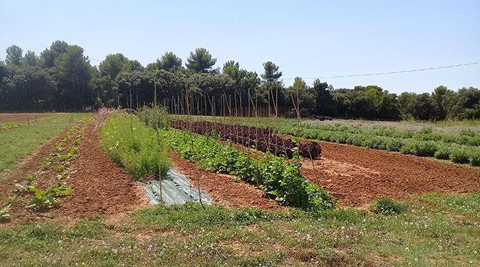 Vue générale des planches Ferme semencière AGROSEMENS