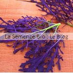 Mesclun Jeune Pousse Mizuna rouge - graine bio - La Semence Bio