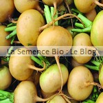 navet semence bio - jardin potager