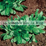 Mâche Verte à Cœur Plein - graine bio - La Semence Bio