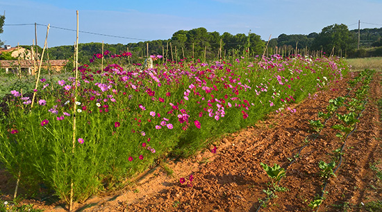 Cosmos et Rhubarbe - ferme semencière bio AGROSEMENS