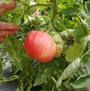 Tomate Rosa graine bio La semence Bio