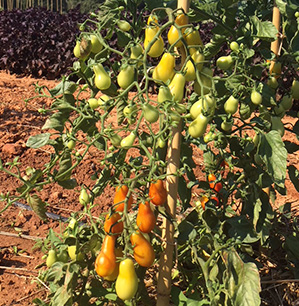 tomate - graine La semence Bio