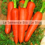 Carotte Rothild bio - graine pour potager