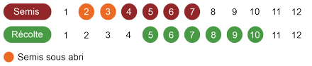 calendrier semis laitue bio