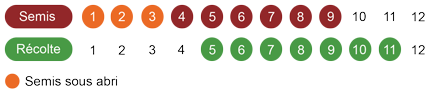 calendrier semis laitue bio