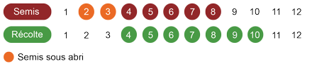 calendrier semis laitue bio