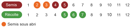 calendrier semis laitue bio