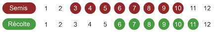 calendrier semis laitue bio