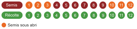 calendrier semis mesclun mizuna bio