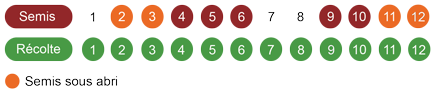 calendrier semis navet bio