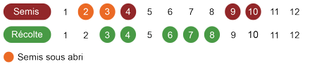 calendrier semis oignon rouge bio