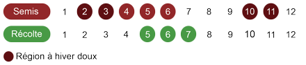 calendrier semis pois bio